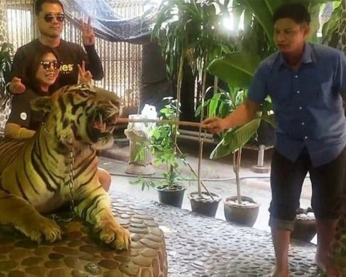 動物園員工用木棍戳老虎的臉。影片截圖