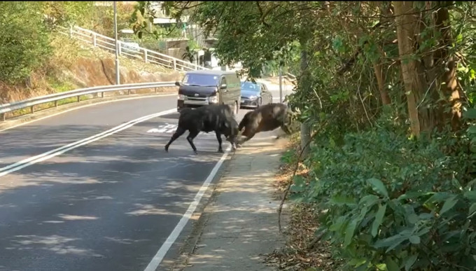 兩隻牛在馬路上開打。網上片段截圖