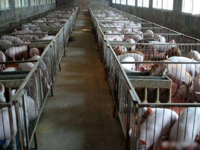 世界動物衛生組織總幹事艾露特指出，非洲豬瘟將進一步蔓延。　網圖