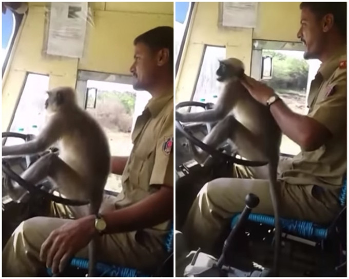 猴子穩坐在軚盤上，身穿制服的司機坐在牠後面的司機位上。片段截圖