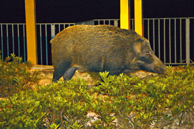 ■身形龐大的雌性野豬在香港仔踱步。