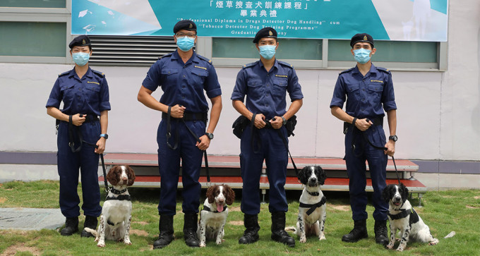 海關新成立的煙草搜查犬隊共有四個小隊，每隊由一名領犬員和一隻搜查犬組成。（政府新聞處）