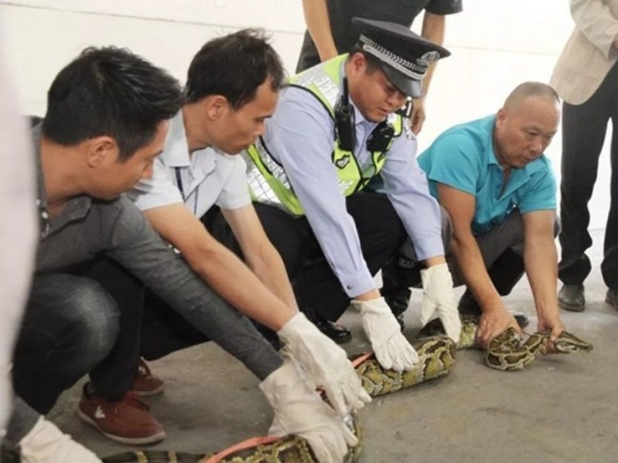 警民合作捉蛇。網圖