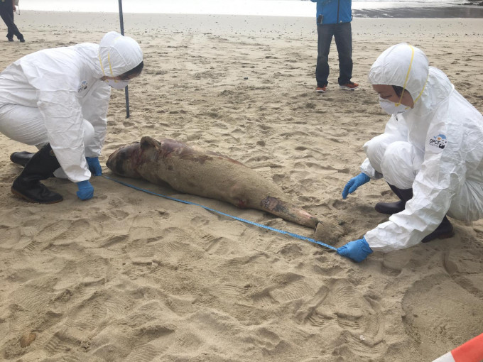 擱淺亞成年江豚，身體已嚴重腐爛。  海洋公園提供