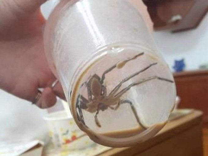 奶茶杯底驚見真蜘蛛。fb