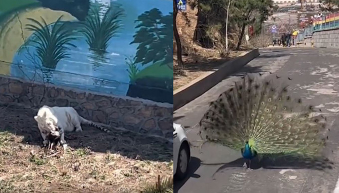 游客拍下动物园白虎吃掉孔雀的情况。(微博)