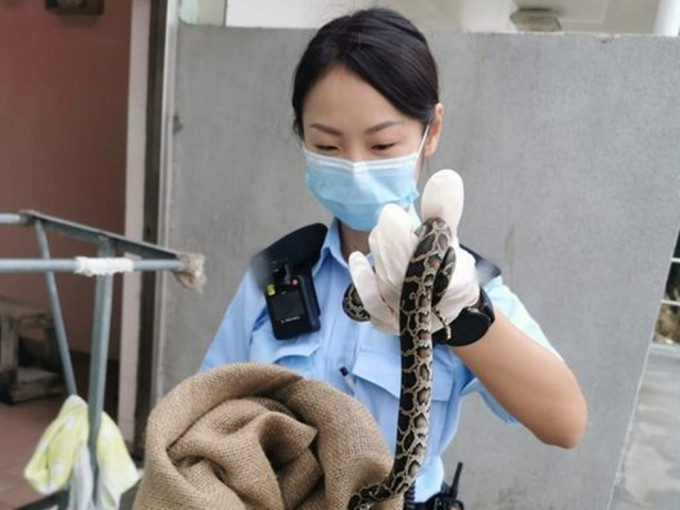 女警徒手將荃灣海美灣發現的蟒蛇捉住，並放入麻包袋。荃灣區少年警訊facebook圖片