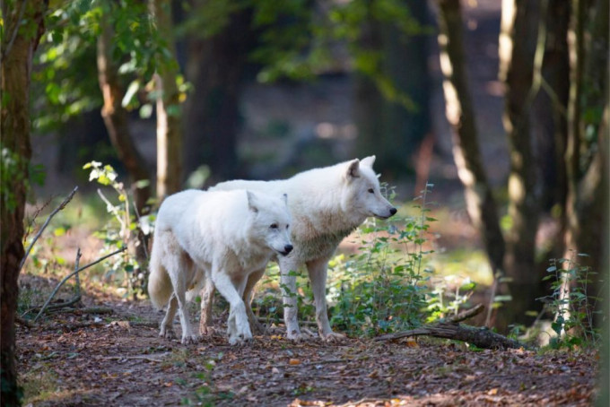 法国一名女游客跑步误入野生动物区，遭到3只狼撕咬重伤。网上图片