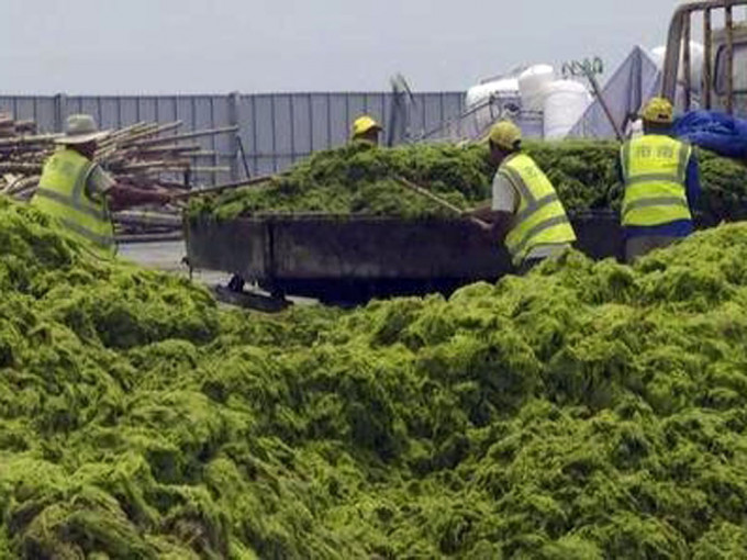 山東青島遭最大規模滸苔侵襲，已打撈24萬噸。央視新聞圖