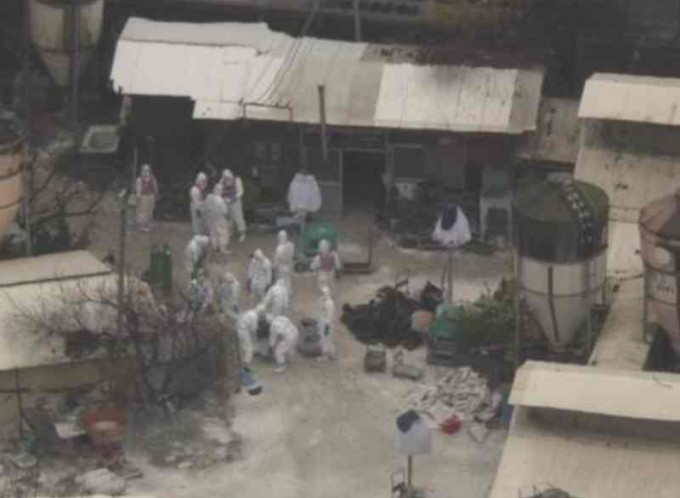 工作人員穿上保護衣物在雞場內進行撲殺工作。NHK截圖