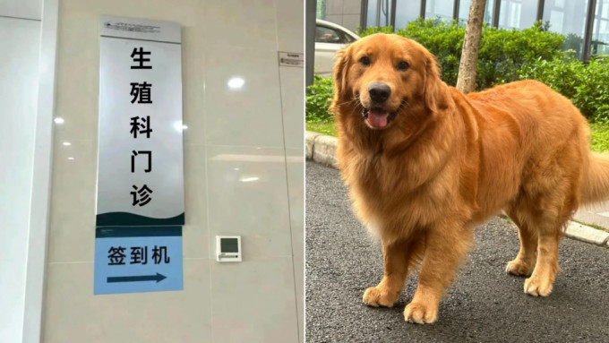 上海有狗主未对饲养的金毛犬牵绳，致它扑向一名孕妇，导致对方流产被判赔9万元。示意图