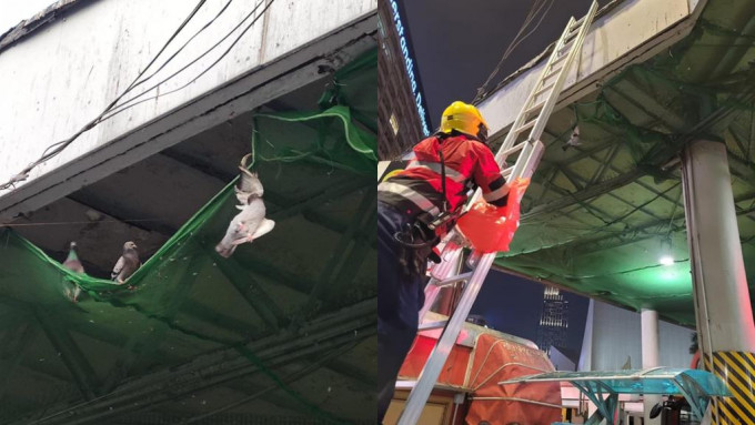 消防員曾到場拯救被困雀鳥，但雀鳥已被綠網勒死。「香港救援鳩鴿及雀鳥」FB圖片