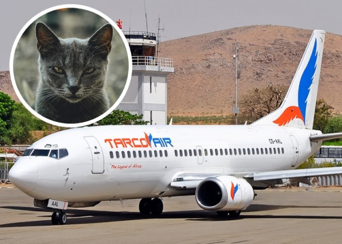 蘇丹有客機因小貓襲擊機師，導致緊急降落。網圖，Unsplash，示意圖