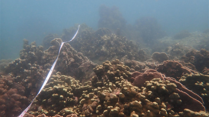 桥咀洲的珊瑚群落及普查队伍使用的样线。政府新闻处