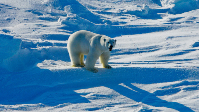 阿拉斯加波弗特海地区的北极熊。 美联社资料图