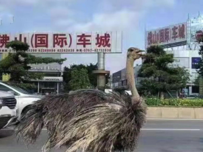 廣東佛山大道驚現巨大鴕鳥。