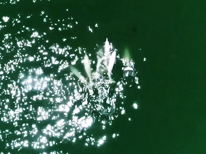 7條成年中華白海豚帶着幼豚的屍體，在海面上向前游，直至幼豚下沉。影片截圖