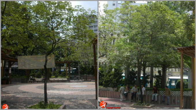 根据古树名木册，编号YTM/109(左)及YTM/111的树木。康文署图片