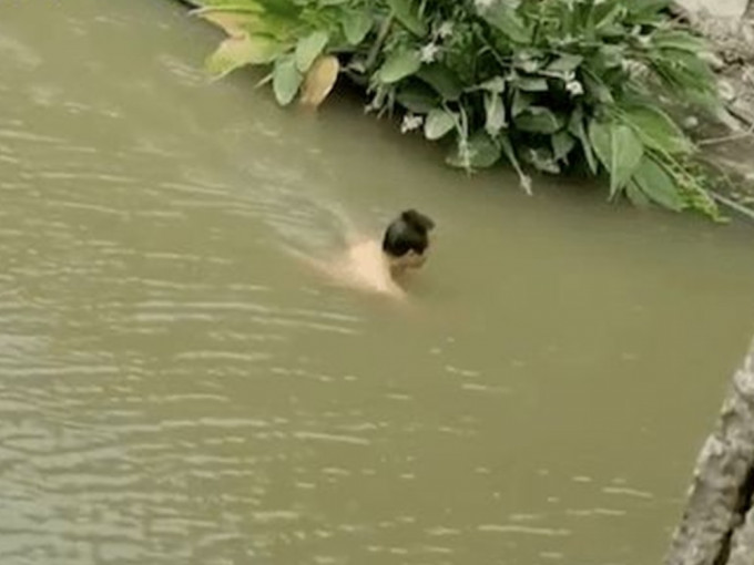 上海男子因內褲被沖走，被困河中不願上岸。網圖