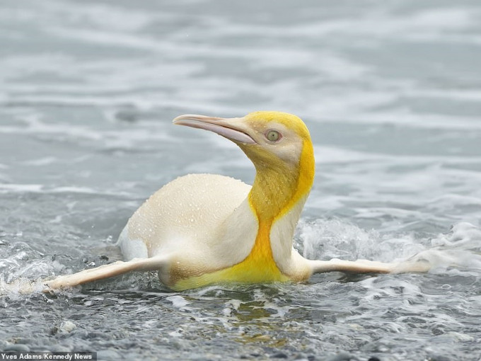 攝影師於南喬治亞島發現黃色企鵝。網圖