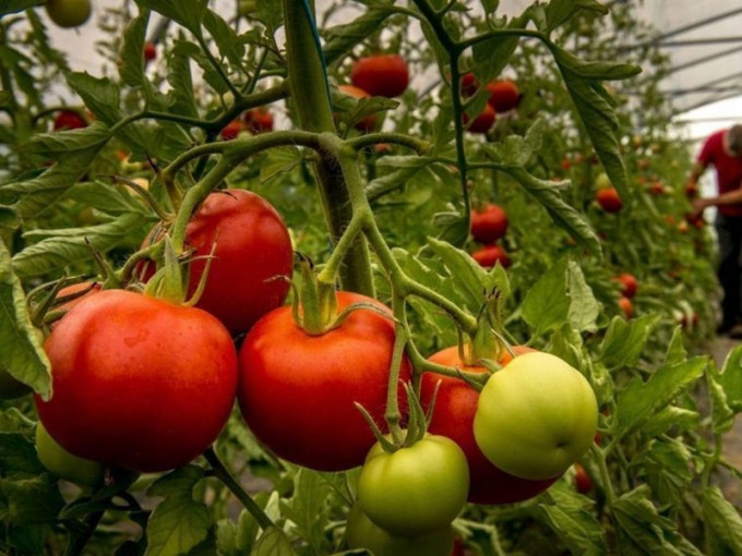 法国出现首宗番茄褐色皱纹病毒。网上图片