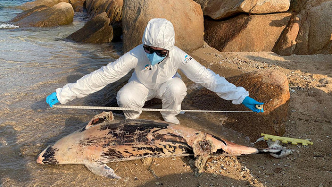 石澳后滩泳滩有江豚搁浅，尸体严重腐烂。香港海洋公园保育基金提供