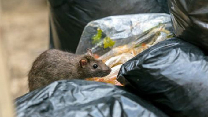 食環署去年7月至12月清理的死鼠及活鼠總數為42,114隻。資料圖片