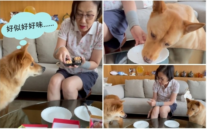 阿姐拍片分享两爱犬食月饼的过程。