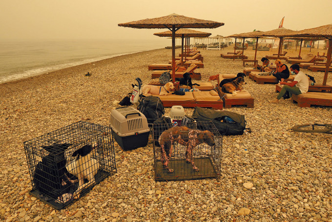 希臘埃維亞島有民眾帶同寵物到海邊避山火。