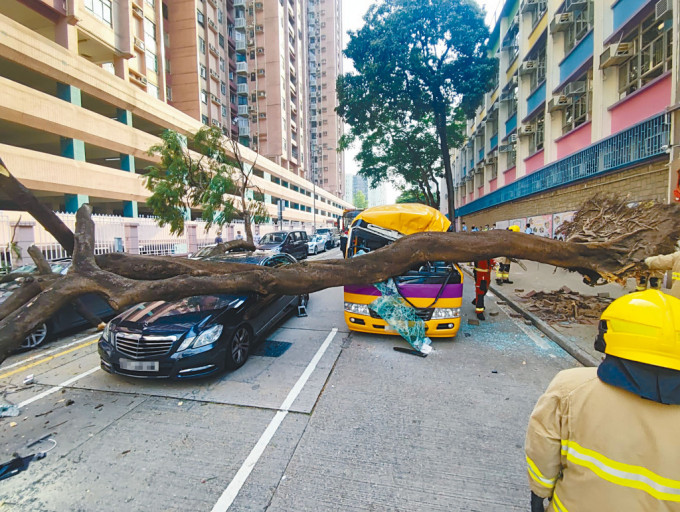 倒塌「鳳凰木」大樹壓向三條行車綫毀四車。