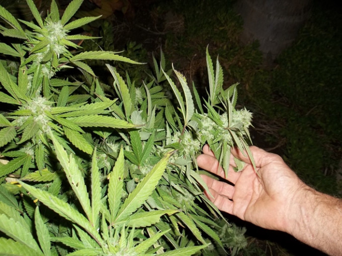 澳洲一名瘾君子尝试自己种植大麻吸食，被警方拘捕。示意图