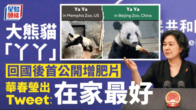 大熊猫「丫丫」回国后首公开增肥片，华春莹发Tweet：在家最好。