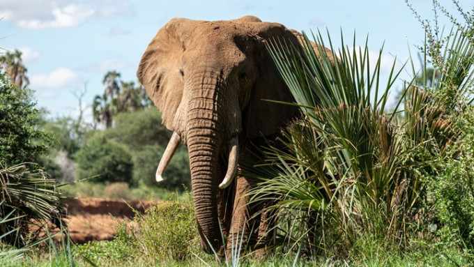 一名沙特阿拉伯游客在乌干达野生动物园遭大象踩死，当地相关部门正在调查。Unsplash示意图