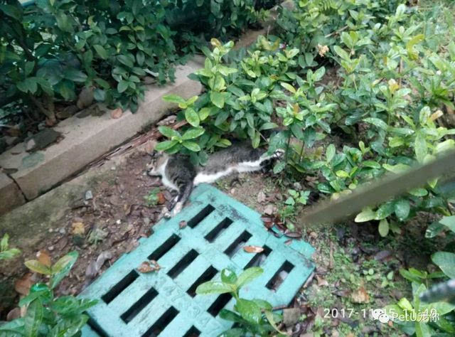 有流浪猫怀疑食了「毒饭渣」死亡。网上图片