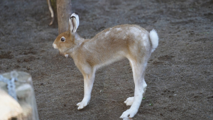 北海道雪兔拥修长美腿，堪称兔界超模。 円山动物园twitter图