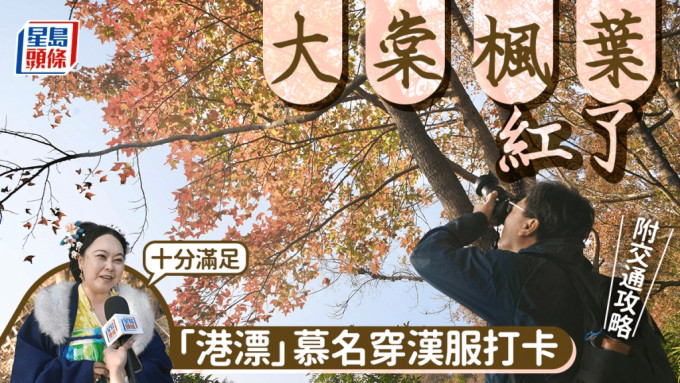 大棠红叶｜市民周末赏枫  有港漂特意穿汉服打卡（附赏红叶交通攻略）