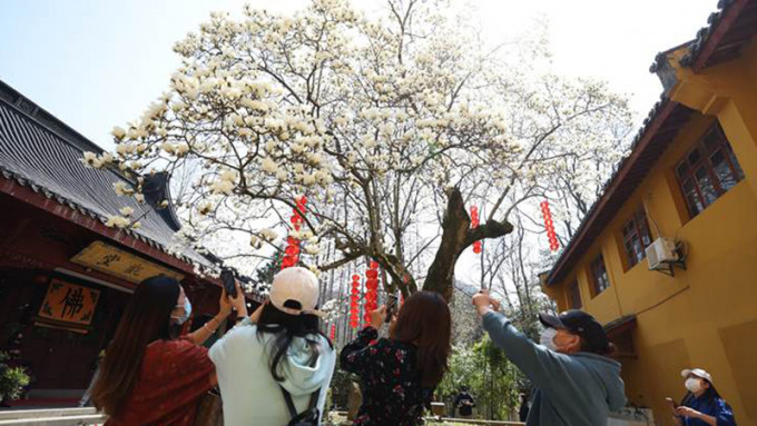 杭州法喜寺500歲玉蘭盛放，不少遊客來「打卡」。 微博圖