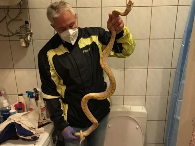 奥地利1名65岁男子在家中上厕所时，突然遭到1条1.6米长的蟒蛇咬伤下体。网上图片
