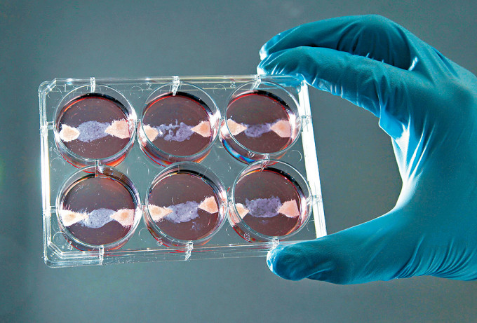 培养肉通过在实验室培育动物细胞制成。