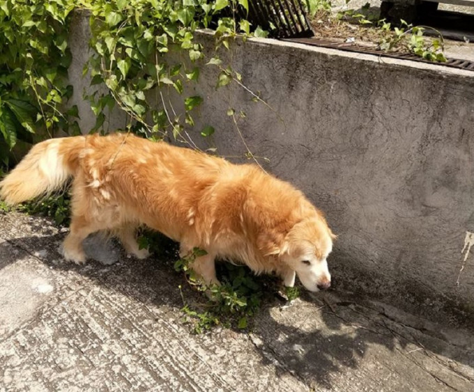 有网民于大埔大尾笃发现一只年老金毛寻回犬。网民LI Chi Kwan‎图片