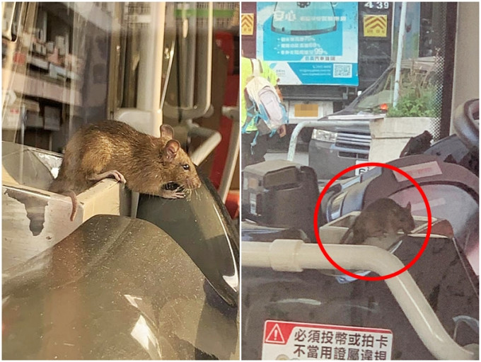 巴士车厢内惊见老鼠。网民Sam Kwong图片
