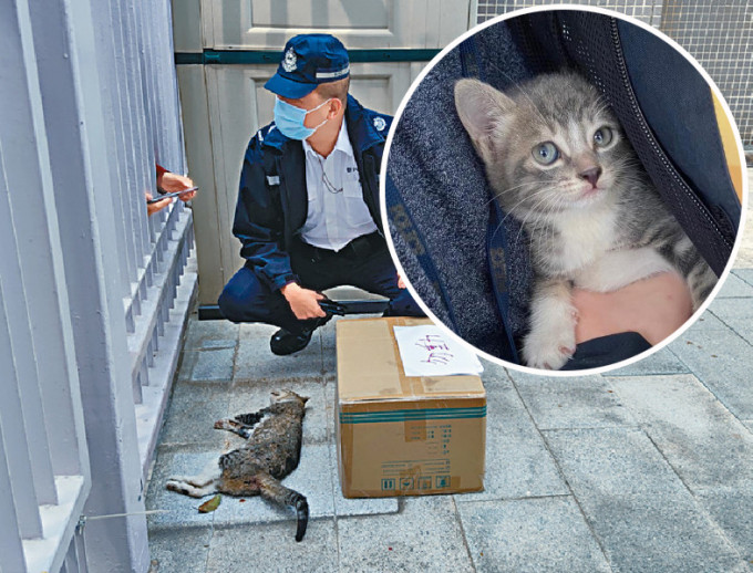 貓媽媽被發現倒斃地上，小圖為生還小貓B。 資料圖片及香港動物報fb圖