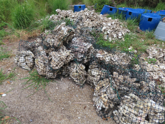 研究团队收集了约500多个旧蚝壳。机管局图片