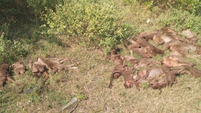 印度一处公路旁发现24只猴子尸体，疑有人下毒杀害。网上图片
