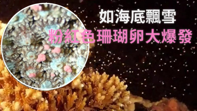 10多种珊瑚同时产卵粉红色珊瑚卵漂浮在水底。网图／fb