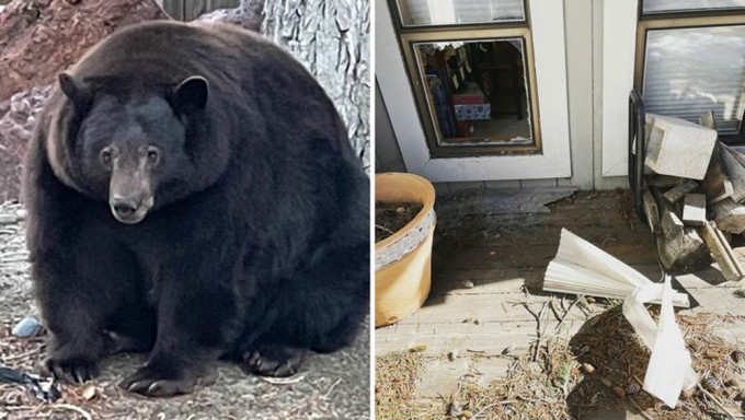 居住在加州太浩湖地區的一隻黑熊愛闖民宅偷吃，被下通緝令。
