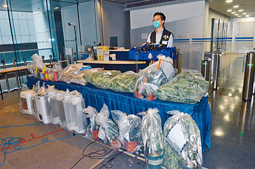 警方展示在村屋緝獲的大麻植物及製成品。
　　