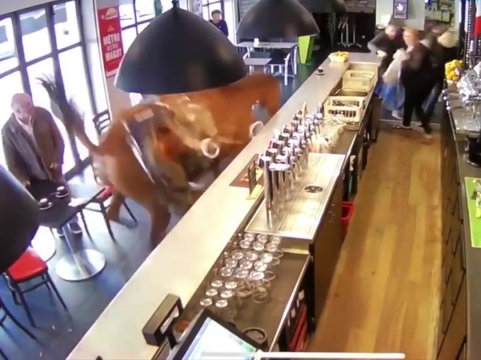 法國巴黎北部一家酒吧日前遭到賽馬闖入，把店裡的顧客們全都嚇壞了。(網圖)