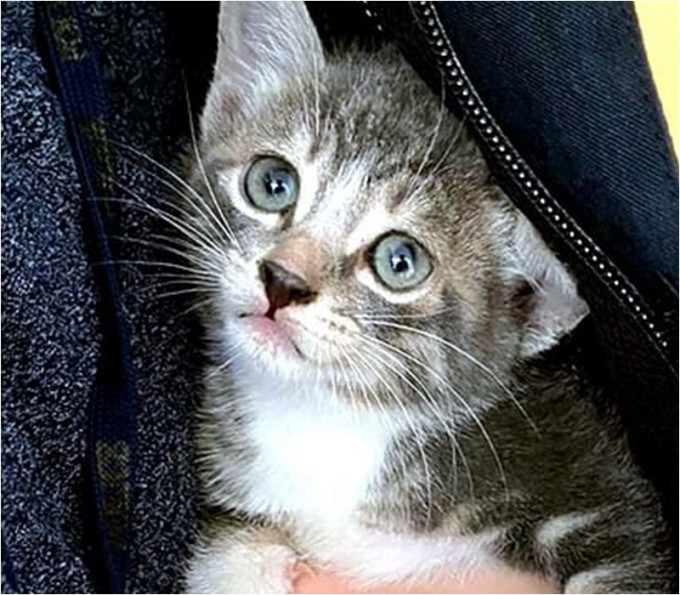 获救幼猫送爱协检查无大碍。警方facebook图片