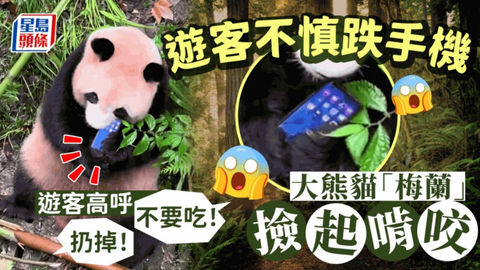 遊客手機掉落被大熊貓梅蘭啃咬，園方表示已帶回做身體檢查。